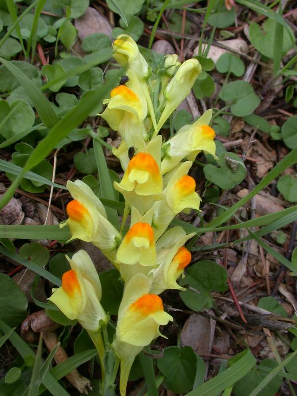 bocche di leone selvatiche - Linaria vulgaris